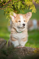 Pembroke welsh corgi puppy with funny face