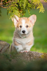 Pembroke welsh corgi puppy on the walk in the yard