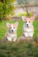 Pembroke welsh corgi puppies in the yard