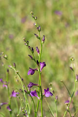 blooming plants in the steppe
