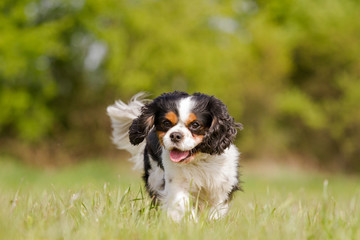 A Cavalier King Charles dog runs happily on a meadow - obrazy, fototapety, plakaty