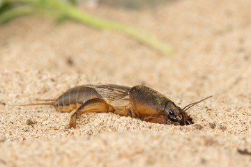 mole cricket digs the soil hole