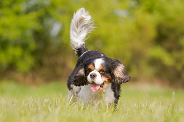 A Cavalier King Charles dog runs happily on a meadow
