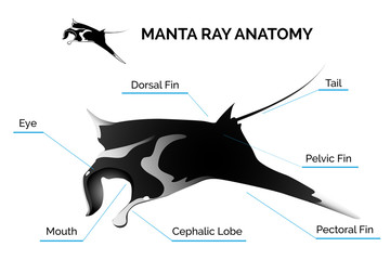 Manta Ray Anatomy