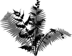 fern bush black and grey silhouette © Alexander Potapov