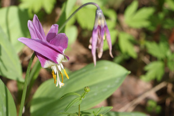 Lilac flower of lily family an siberian erythronium  on a forest