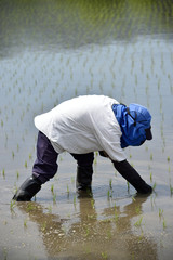 田植え
