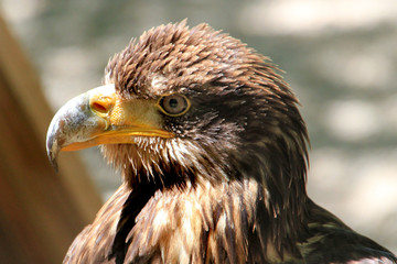 Rapace.