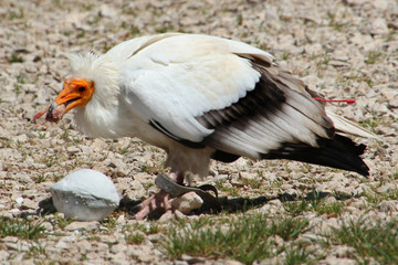 Rapace.