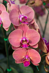 beautiful orchid flower in garden