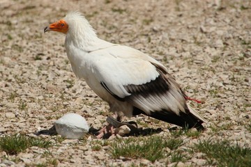 Oiseaux de proie.
