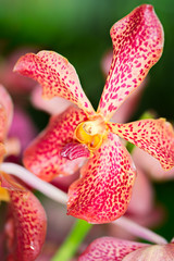 Fototapeta na wymiar Arada Sayan orchid flower, close up, selective focus
