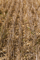 Fototapeta premium agriculture 