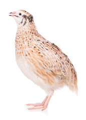Cute quail