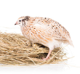 Cute quail