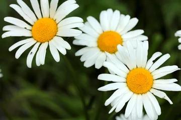 Poster Marguerites daisies in the garden