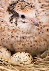 Cute quail