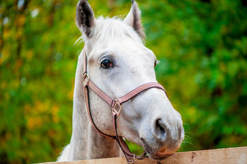 face a horse looking at the camera close-up