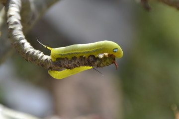 Caterpillars Island branch