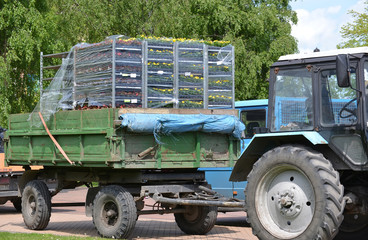 Obraz premium KALININGRAD, RUSSIA - MAY 16, 2015: Racks with flower seedling s