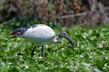 Sacred ibis