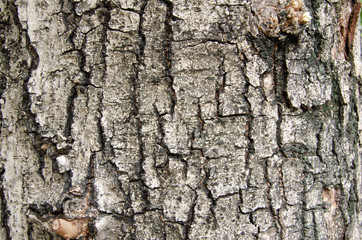 Wood Texture
