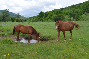 Naklejka na ściany i meble Two brown horses on green meadow 