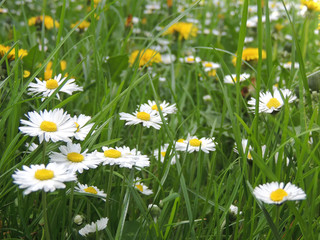 Daises In The Grass