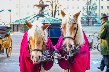 Two horses harnessed to the carriage