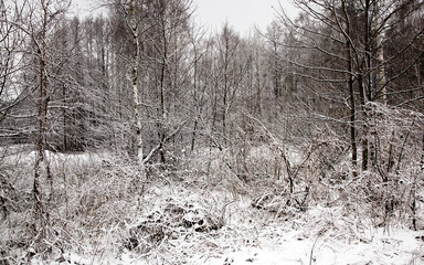 winter forest  
