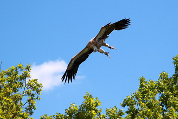 Oiseaux de proie.