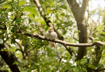 Small Bird on Branch 