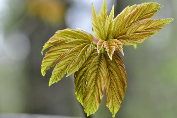 Ahornblatt im Frühling