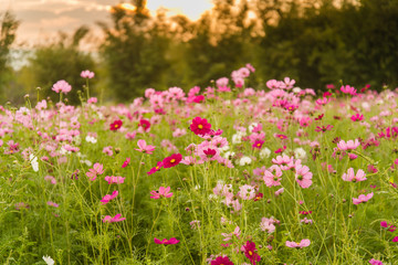 Obraz premium Cosmos flowers in purple, white, pink and red, is beautiful suns