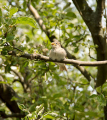 Small Bird on Branch 