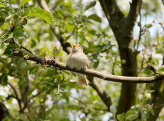 Small Bird on Branch 
