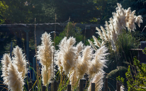 Cortaderia selloana pampas grass cortadera
