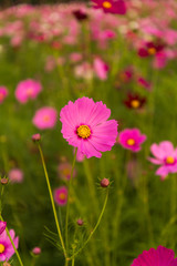 Cosmos flowers in purple, white, pink and red, is beautiful suns