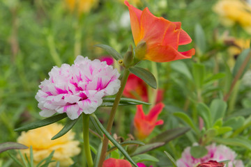 pink flower