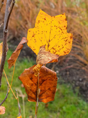 Blatt und Baum im Herbst