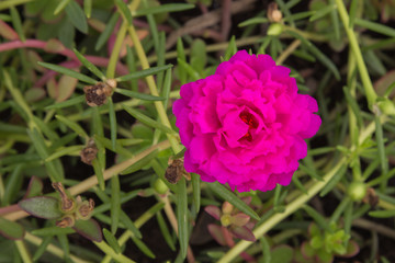 pink flower