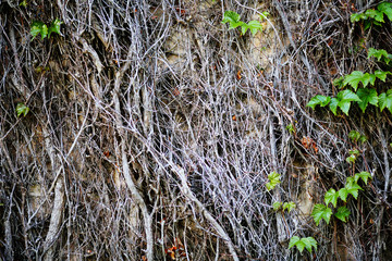 Old ivy on the wall