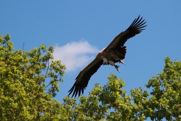 Oiseaux de proie.