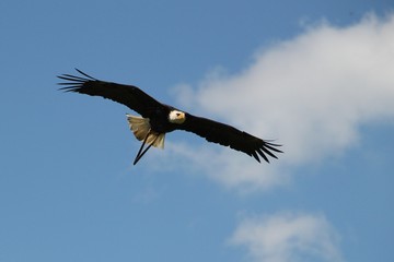 Oiseaux de proie.