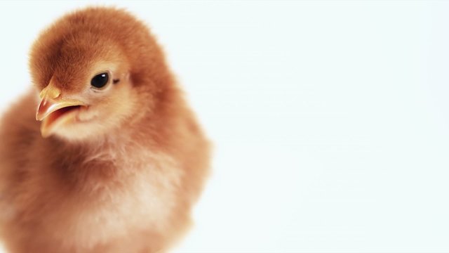 Baby Chick with eggshell on head