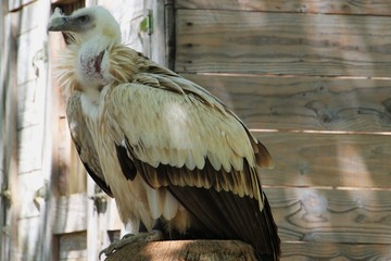 Oiseaux de proie.