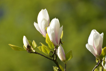 The blossoming magnolia of Sulanzha (Magnolia ×soulangeana Soul