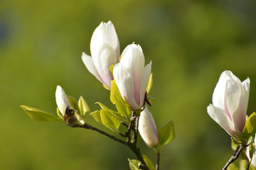Obraz premium The blossoming magnolia of Sulanzha (Magnolia ×soulangeana Soul