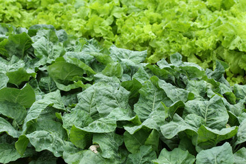green lettuce vegetable of hydroponic cultivation