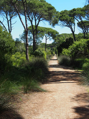 Weg im Pinienwald, Toskana/Italien